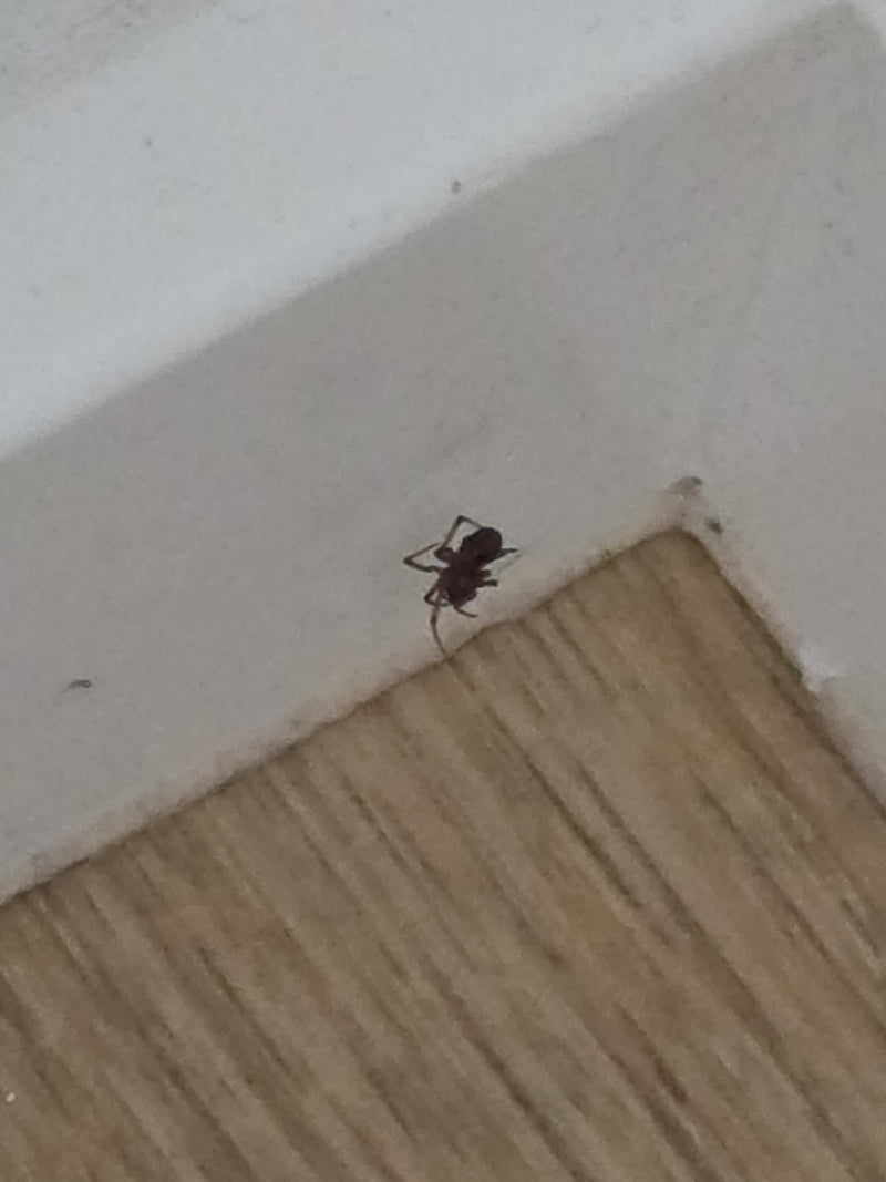 Fettspinne — Bild 2