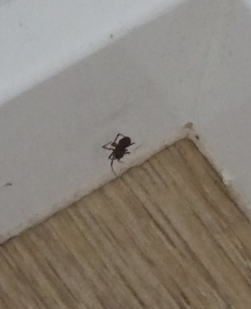Fettspinne — Bild 1