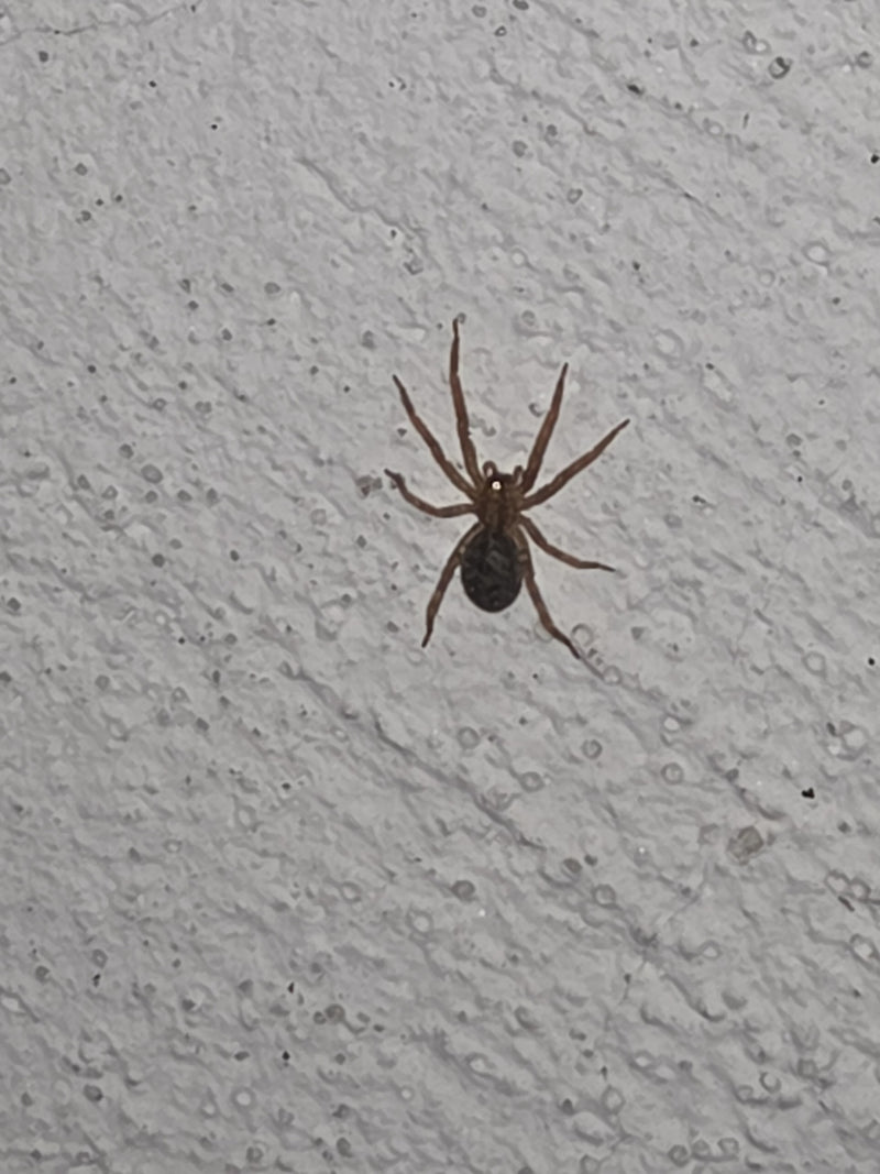 Een konchsspin zit op een lichte, gestructureerde muur. Het dier is duidelijk zichtbaar.
