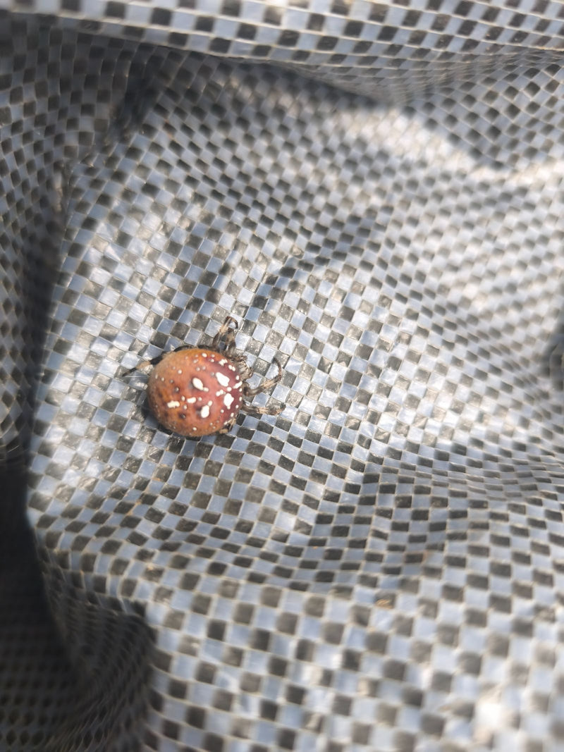 Een konijnenspin zit op een grijs, gestructureerd zeil. Het dier toont zijn kenmerkende sferische buikpatroon.