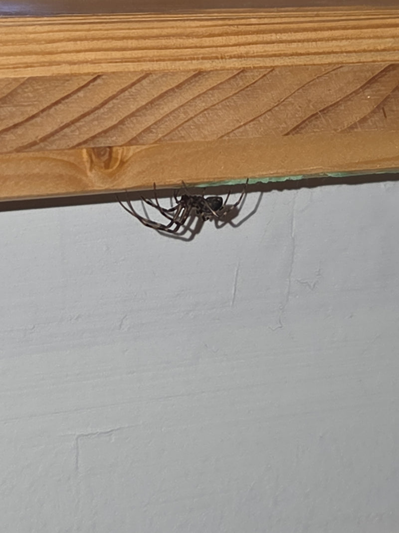De afbeelding toont een haakspin zittend op een houten lijst onder het plafond. De spin is duidelijk zichtbaar in haar typische houding.
