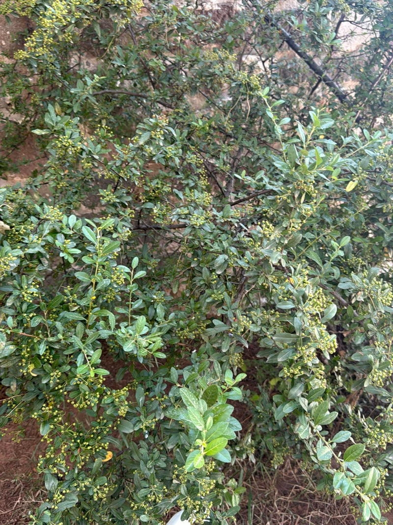 Er is een dichte struik te zien met kleine groene bessen en langwerpige bladeren voor een muur. De plant vertoont typische kenmerken van vuurdoorn.