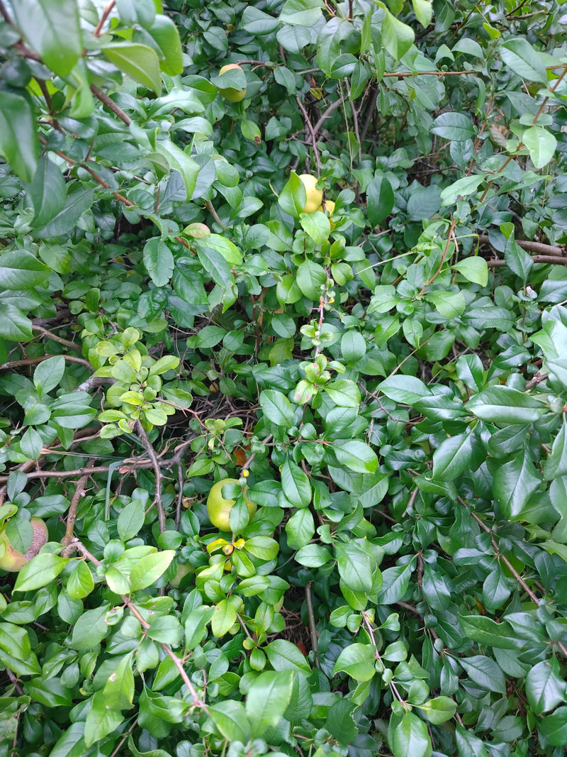De afbeelding toont een dichte vuurdoornstruik met glanzende groene bladeren en enkele onrijpe vruchten tussen de takken.