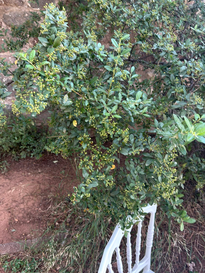 Een dichte vuurdoornstruik met groene bladeren en talrijke kleine vruchten is te zien. De plant staat voor een muur op aardse grond.