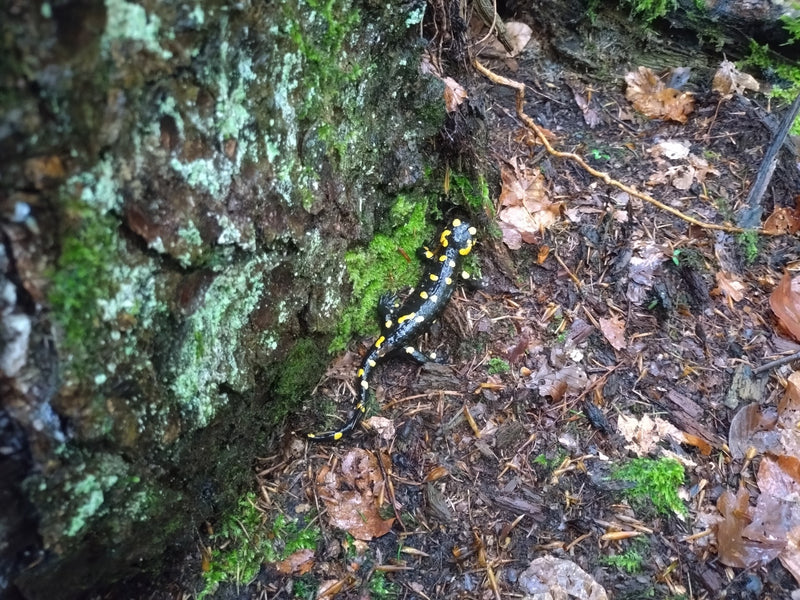 Vuursalamander — Bild 1