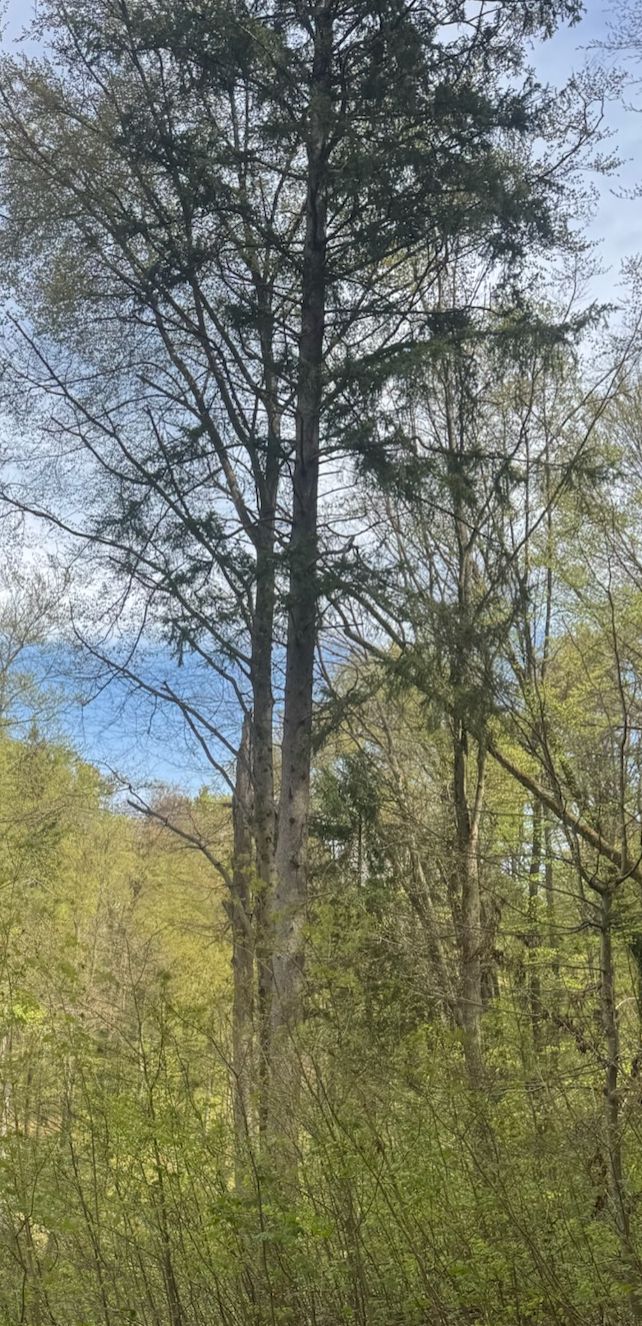 De afbeelding zeigt een grote fijnspar in een open bos. De stam en de typische kroonstructuur zijn duidelijk zichtbaar.