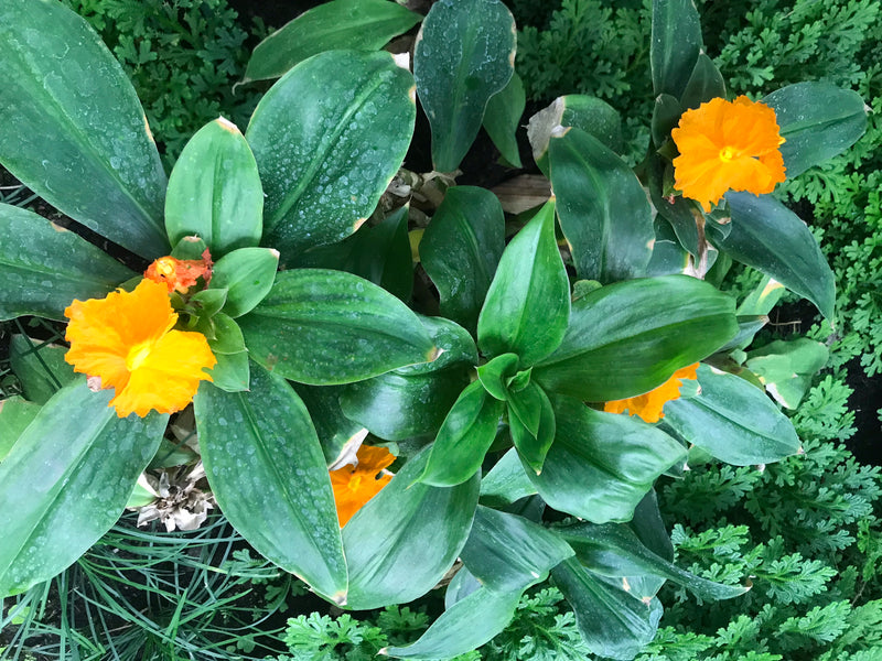 Fiery Costus — foto 2 van 2