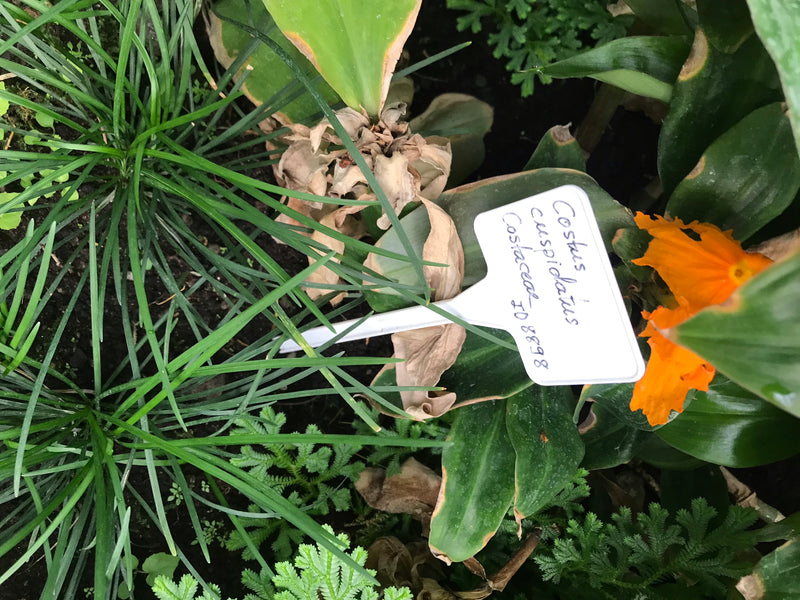 Fiery Costus — foto 1 van 2