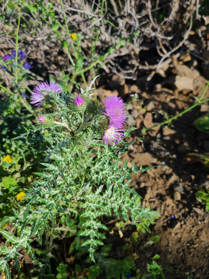 Melkdistel — Bild 1