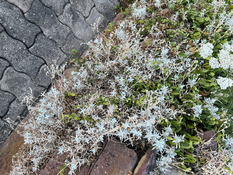 Tomentose Hoornblad — Bild 1