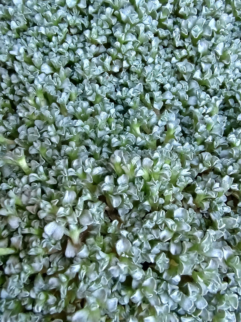 Tomentose Hoornblad — foto 1 van 2
