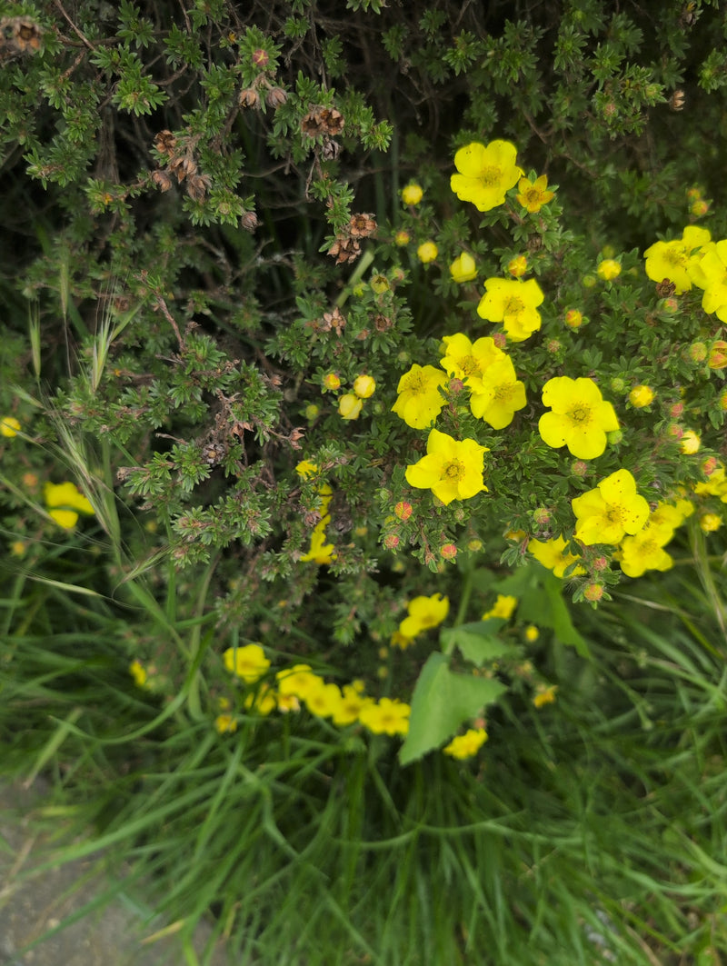 Vijfvinger struik — Bild 2