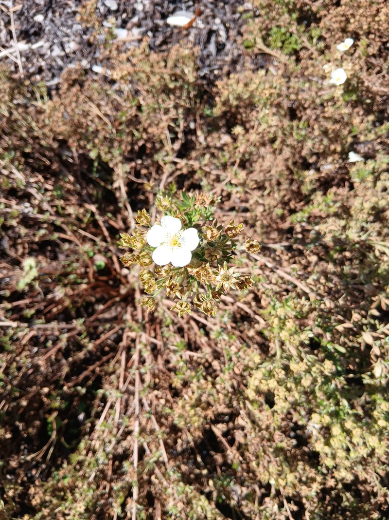 De afbeelding toont een struikganzerik met een opvallende witte bloem. De plant groeit op droge grond tussen verdorde takken.
