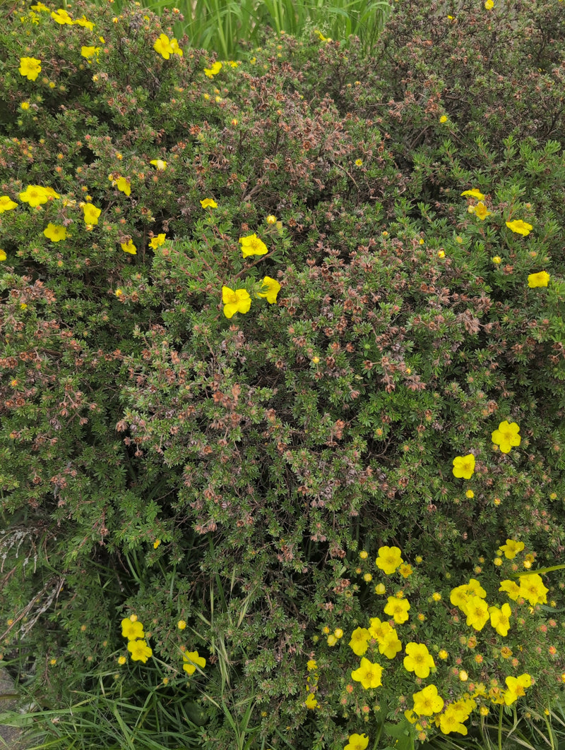Vijfvinger struik — Bild 1