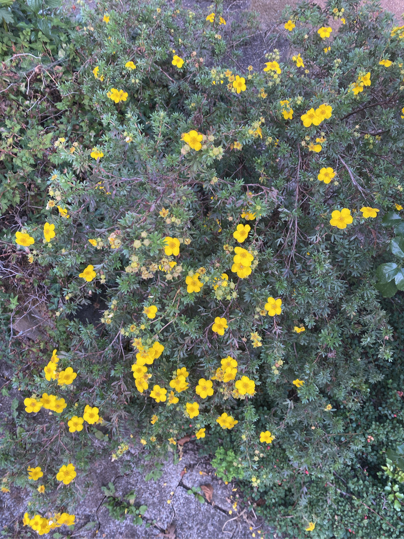 De struikpotentilla toont talrijke heldergele bloemen en groene bladeren. De bosachtige struik groeit boven een stenen ondergrond.