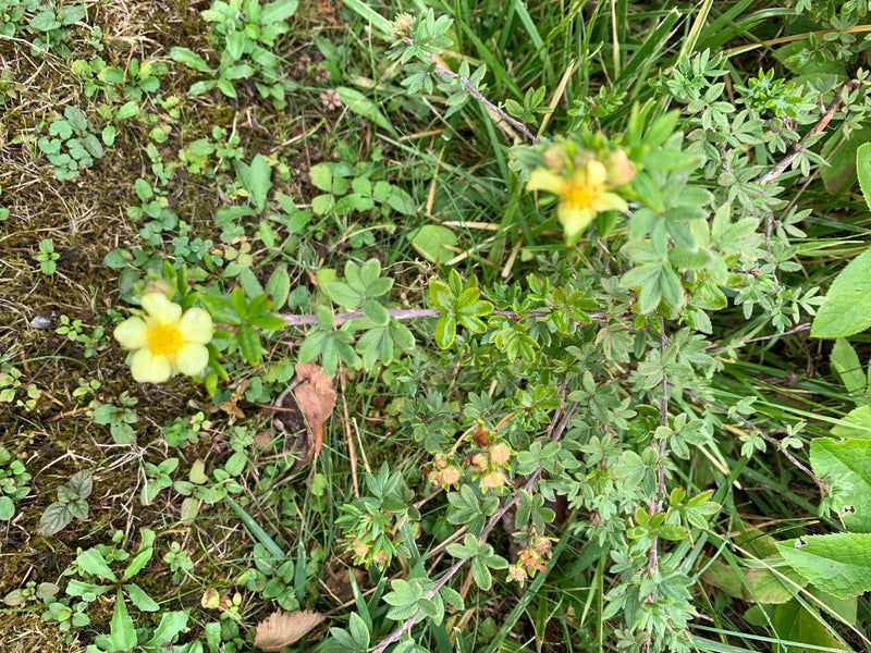 Te zien is een struikongekruid met gele bloemen en handvormig samengestelde bladeren die in een weiland groeit. De opname toont de plant van boven in zijn na...