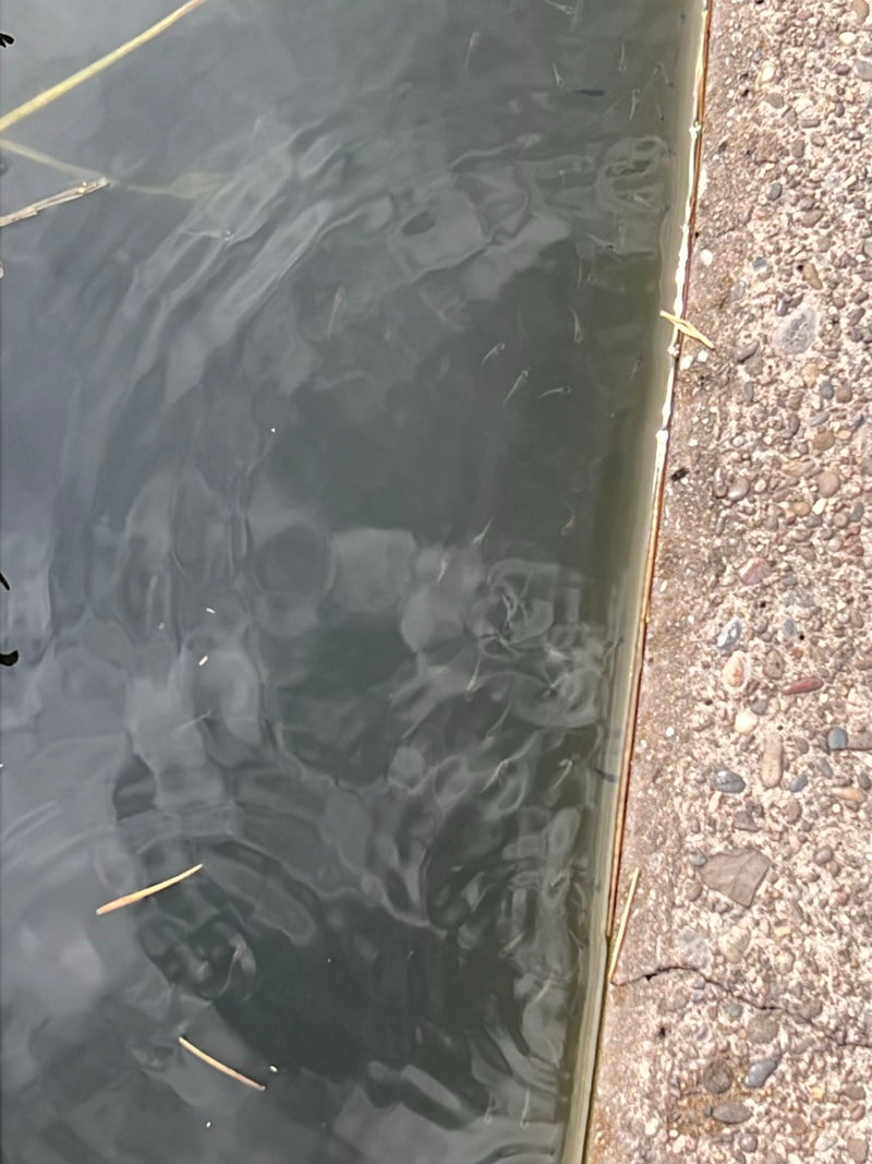 Fische — foto 1 van 1