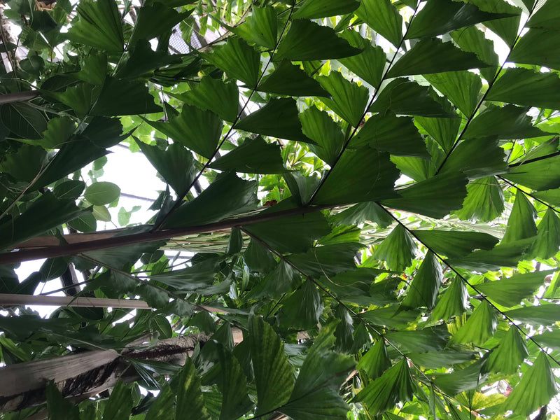 Fischschwanzpalme — foto 3 van 6