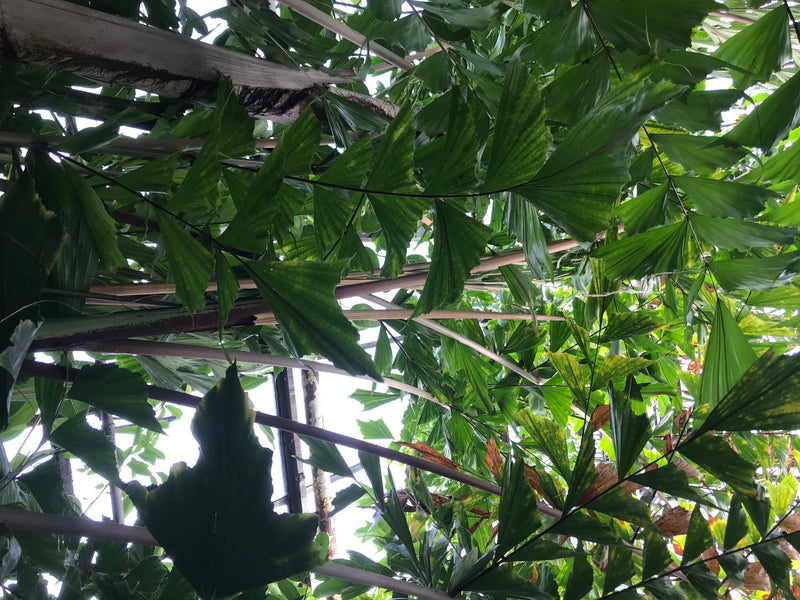 Fischschwanzpalme — foto 4 van 6