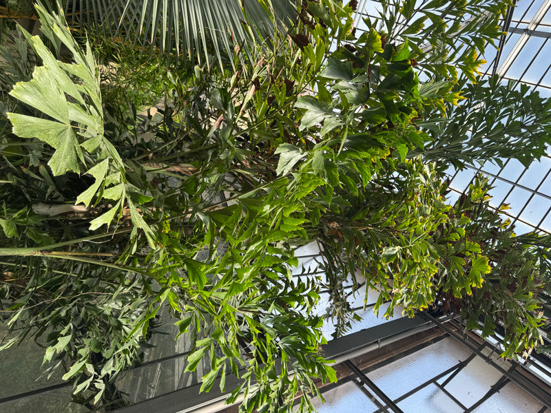 Kijkend omhoog naar de bladeren van een vissenstaartpalm onder een glazen dak in een kas.
