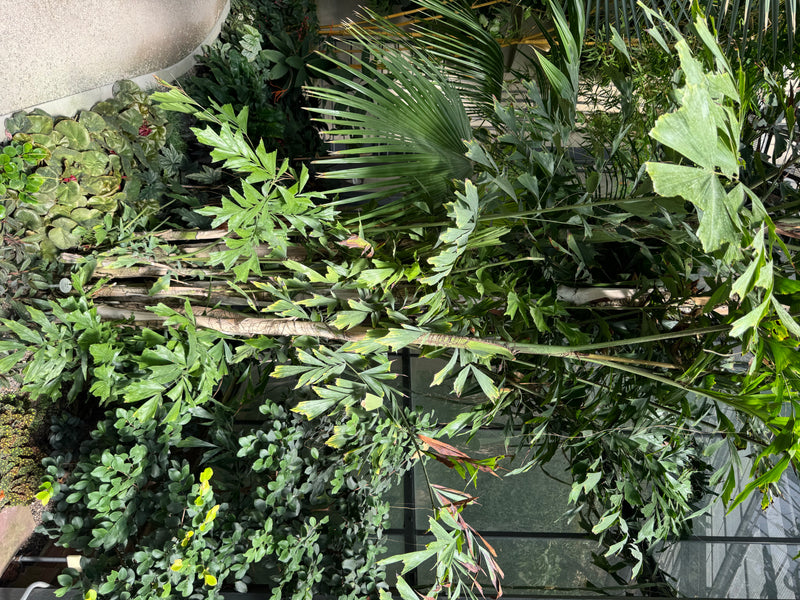 Een vissenstaartpalm met zijn kenmerkende bladeren groeit tussen dichte beplanting.