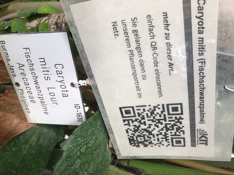 Fischschwanzpalme — foto 5 van 6