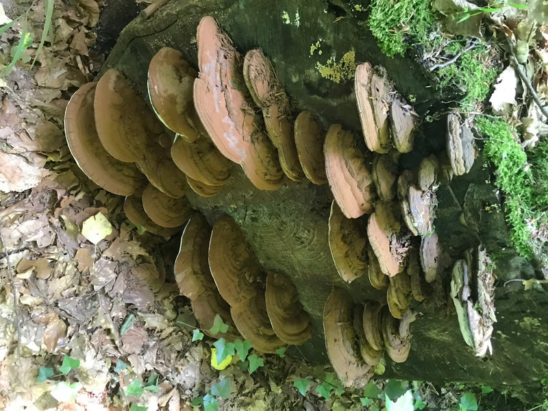 Flacher Lackporling — foto 1 van 1