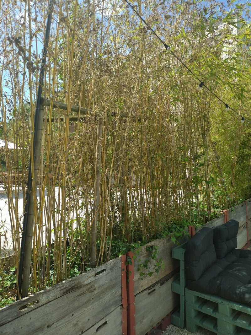 Bamboe met platte buis — Bild 1