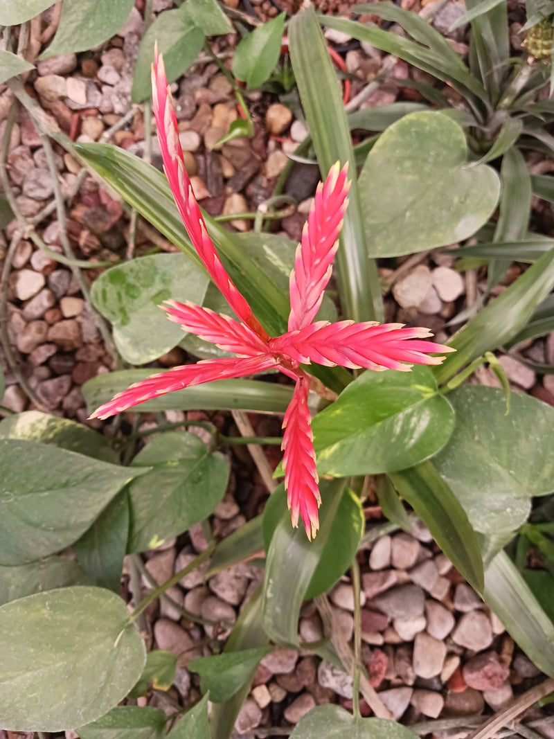 De afbeelding toont de opvallende, helderrode bloeiwijze van de vriesea splendens van bovenaf. De plant groeit in een omgeving met stenen en groen loof.