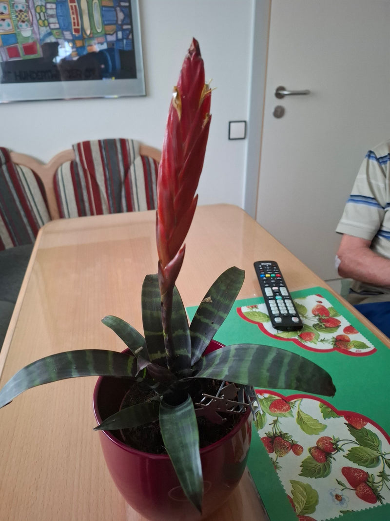 Te zien is een Vriesea splendens in een rode bloempot op een houten tafel binnenshuis. De plant toont zijn typische gestreepte bladeren en opvallende rode bl...
