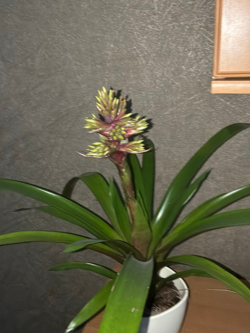 Een potplant met lange groene bladeren en een oprechte bloeiwijze is te zien in een witte bak.