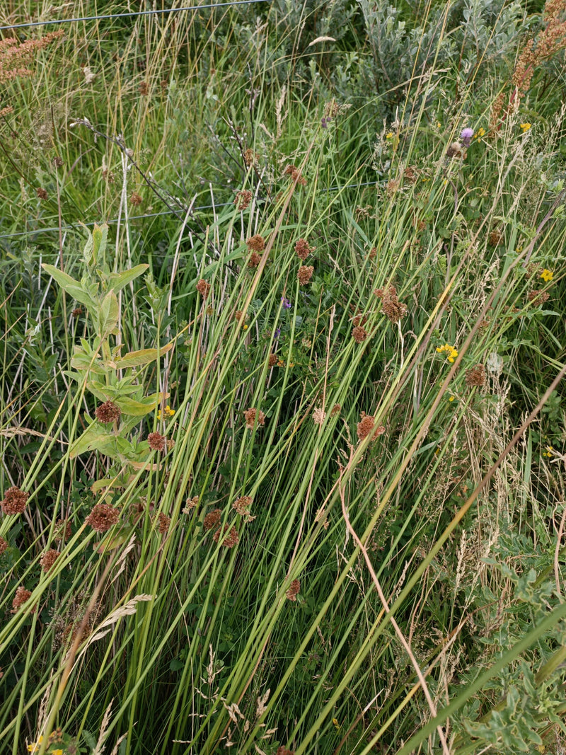 Flutter haast — Bild 1