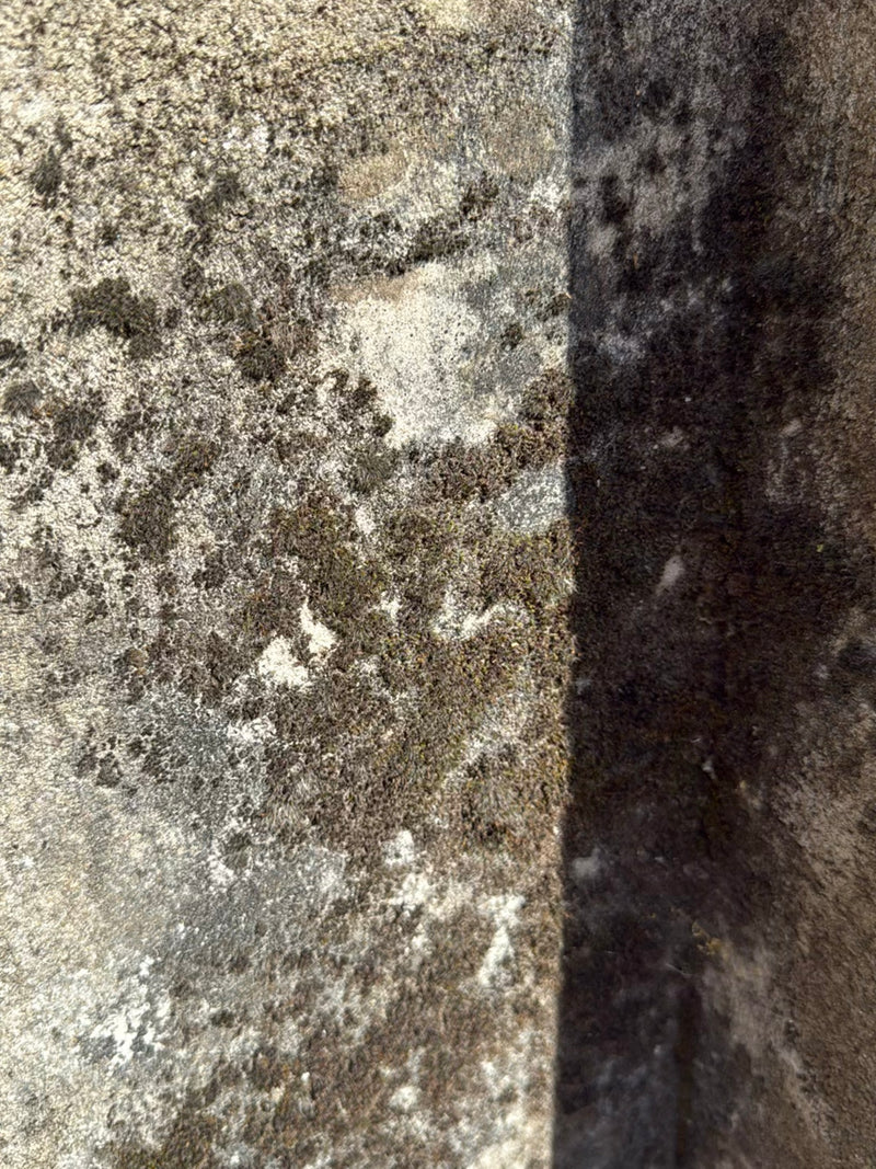 Flechten (allgemein) — Bild 2