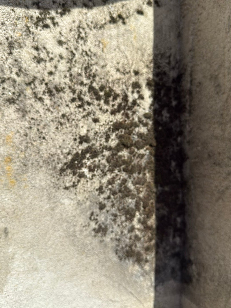 Flechten (allgemein) — Bild 1