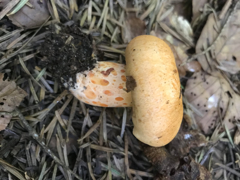 Fleckenflüssiger Flämmling — foto 1 van 1
