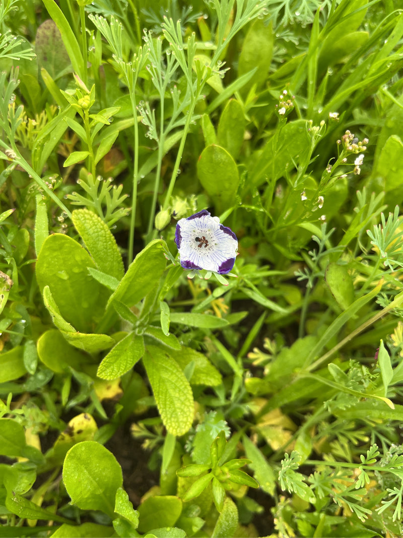 Gevlekte bosbloem — Bild 1