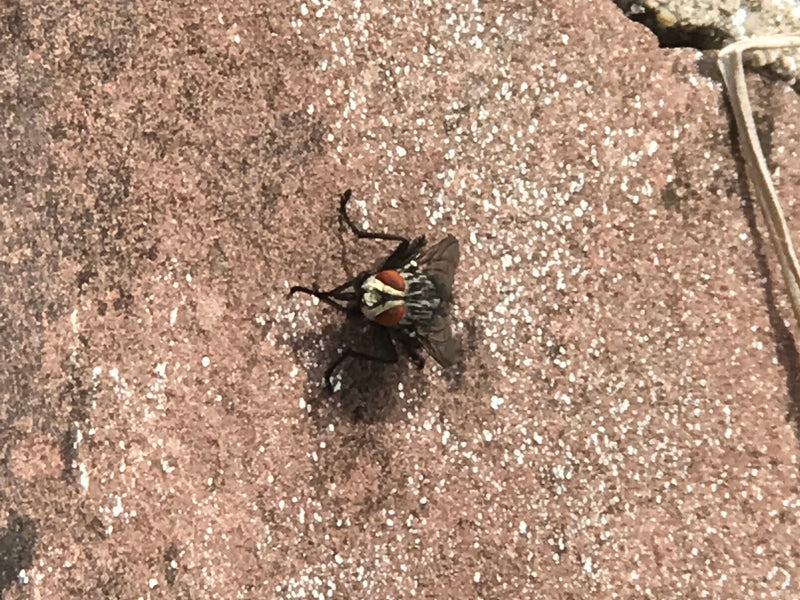 Een dambordvlieg zit op een roodachtige steen en toont haar typische patroon. Het bovenaanzicht toont het insect in rustende houding.
