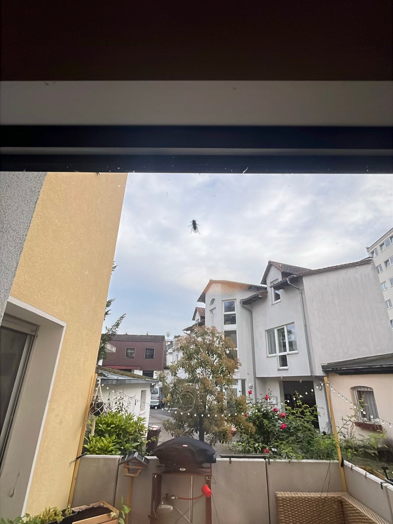 Fliege — Bild 4
