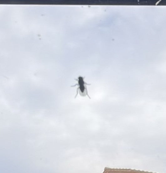 Fliege — Bild 1