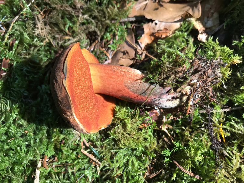Schilferige heksenboletus — foto 2 van 14
