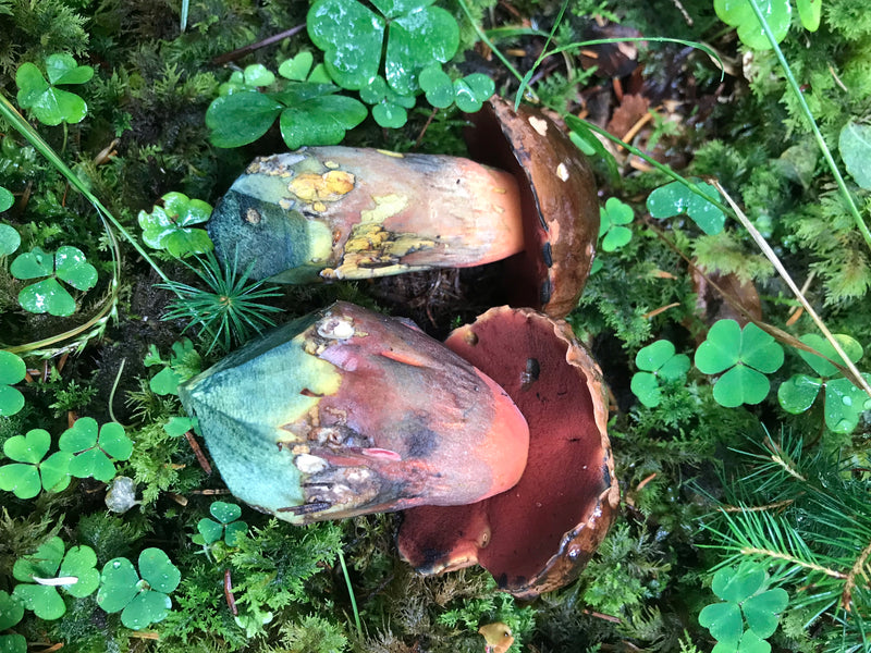 Schilferige heksenboletus — foto 3 van 14