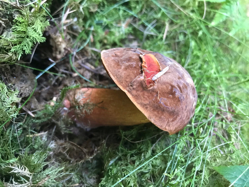 Schilferige heksenboletus — foto 5 van 14