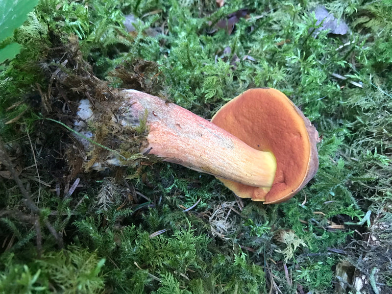 Schilferige heksenboletus — foto 4 van 14