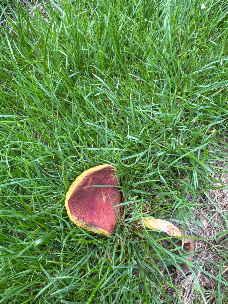 Schilferige heksenboletus — foto 1 van 14