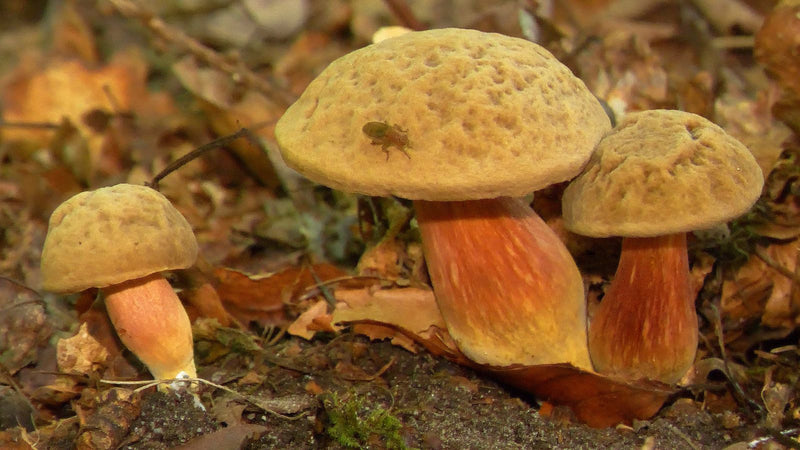 Drie vruchtlichamen van de gewone heksenboleet groeien op de bosbodem bedekt met droge bladeren. Op de hoed van de middelste paddenstoel zit een klein insect.