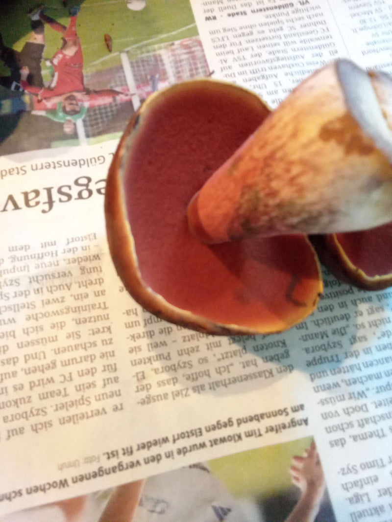De onderkant van de hoed van een heksenboleet met felrode poriën en een gestippelde steel ligt op een krant.