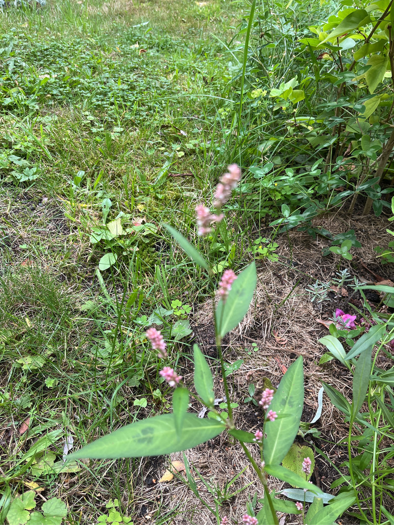 Vlooienknoop — foto 5 van 17