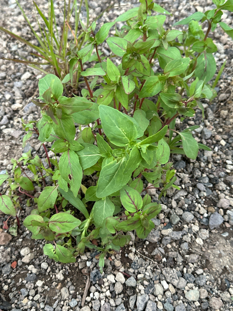 Floh-Knöterich — Bild 2