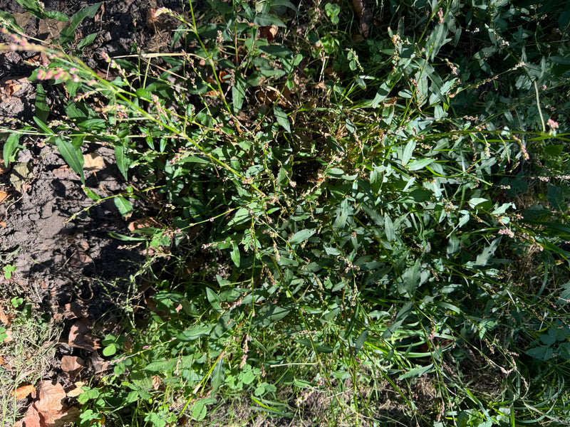 Vlooienknoop — foto 4 van 17