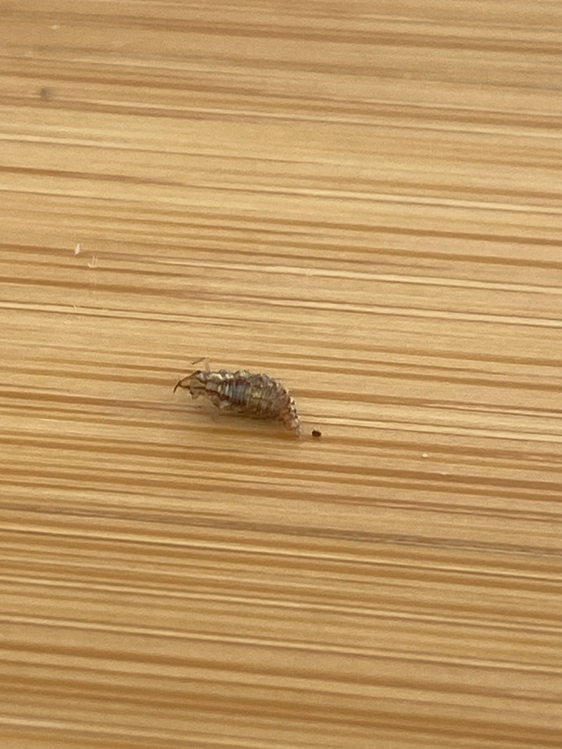 Een gaasvlieglarve kruipt over een gestructureerd houten oppervlak. Het insect is duidelijk zichtbaar en toont de typische vorm van zijn jeugdstadium.